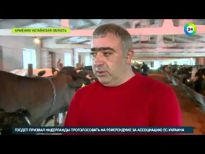 Хвороби корів симптоми післяпологового парезу, сльозяться очі і лікування