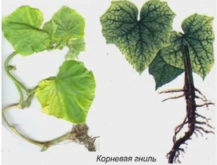 Хвороби кімнатних рослин - як розпізнати і вилікувати (хвороби) Хвороби кімнатних рослин - як розпізнати і вилікувати