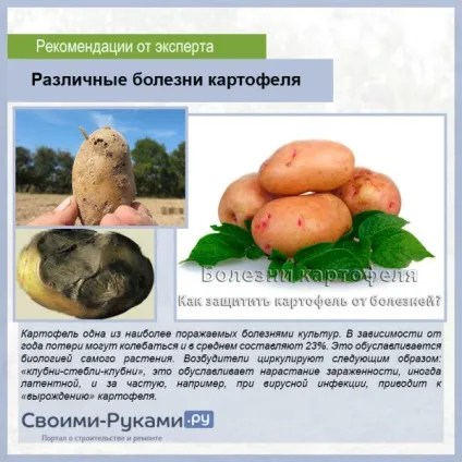 Хвороби картоплі - докладні описи, як боротися, профілактика (картоплі) Хвороби картоплі - докладні описи, як боротися, профілактика