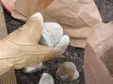 Як виростити картоплю (бульби картоплі після) Як виростити картоплю