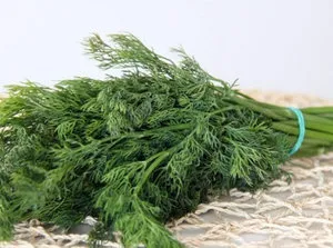 Як заготовити кріп на зиму сушка, засолювання, заморозка (зиму) Як заготовити кріп на зиму сушка, засолювання, заморозка
