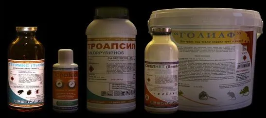 Як вивести щурів з дому або квартири швидко і ефективно легка справа (будинку) Як вивести щурів з дому або квартири швидко і ефективно легка справа