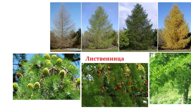 Як виглядають гілочки і шишки хвойних рослин (ялина, сосна, кедр, ялиця) (гілочки) Як виглядають гілочки і шишки хвойних рослин (ялина, сосна, кедр, ялиця)