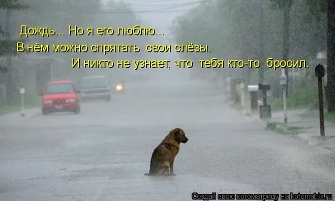 Як ви ставитеся до стірілізаціі бездомних собак (тварини) Як ви ставитеся до стірілізаціі бездомних собак