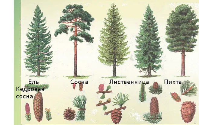 Як виглядають гілочки і шишки хвойних рослин (ялина, сосна, кедр, ялиця) (ліс) Як виглядають гілочки і шишки хвойних рослин (ялина, сосна, кедр, ялиця)