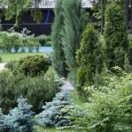 Карликові дерева для саду (38 фото) відео-інструкція по вирощуванню своїми руками, особливо (дерева) Карликові дерева для саду (38 фото) відео-інструкція по вирощуванню своїми руками, особливо