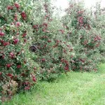 Карликові дерева для саду (38 фото) відео-інструкція по вирощуванню своїми руками, особливо (дерева) Карликові дерева для саду (38 фото) відео-інструкція по вирощуванню своїми руками, особливо