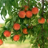 До чого сняться персики (значить реальному житті) До чого сняться персики