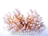 Коралова вода, незалежний дистриб'ютор coral club (коралова) Коралова вода, незалежний дистриб'ютор coral club