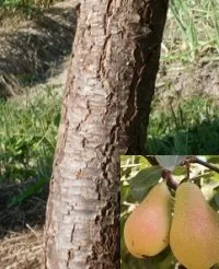 Кора груші - хвороби, лопається, тріщини, рани (хвороби) Кора груші - хвороби, лопається, тріщини, рани