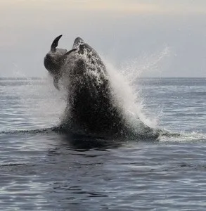 Концепція killerwhale, блог алексея кузьмина (концепція) Концепція killerwhale, блог алексея кузьмина