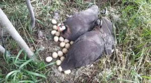 Коли цесарки починають нести яйця, і скільки триває процес висиджування (починають) Коли цесарки починають нести яйця, і скільки триває процес висиджування