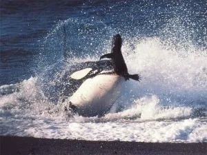 Концепція killerwhale, блог алексея кузьмина (кращих точок входу) Концепція killerwhale, блог алексея кузьмина