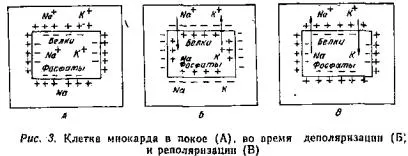 клінічна електрокардіографія