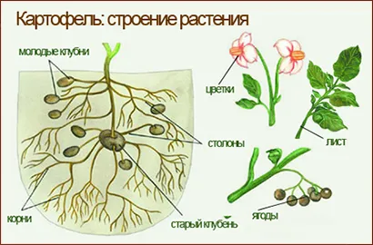 Бульбоплоди, що це таке і які овочі до них відносяться (бульбоплоди) Бульбоплоди, що це таке і які овочі до них відносяться