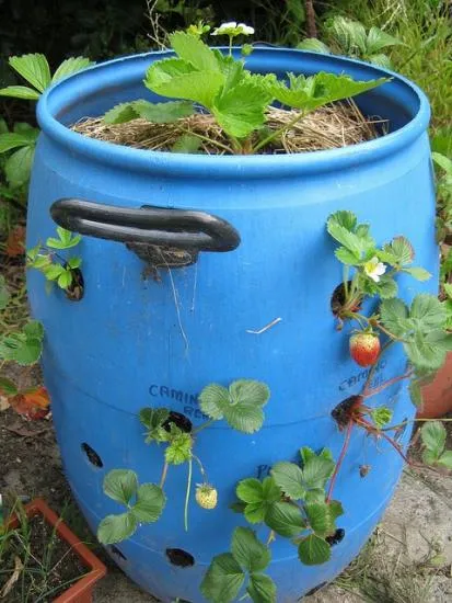 Полуниця в бочці - красиво і смачно (полуниця) Полуниця в бочці - красиво і смачно
