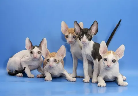 Корніш рекс - що собою представляють кішки з каракулевій шерстю (рекс) Корніш рекс - що собою представляють кішки з каракулевій шерстю