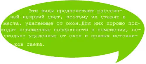 Кімнатна рослина орхідея (квітка) догляд, види, фото, вирощування в домашніх умовах