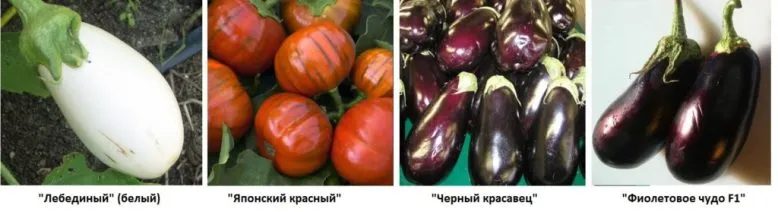 Коли садити баклажани на розсаду в 2017 році за місячним календарем (баклажанів домашніх умовах) Коли садити баклажани на розсаду в 2017 році за місячним календарем