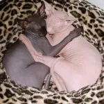 Кот або кішка - хто довше живе, сфінкс (живе) Кот або кішка - хто довше живе, сфінкс