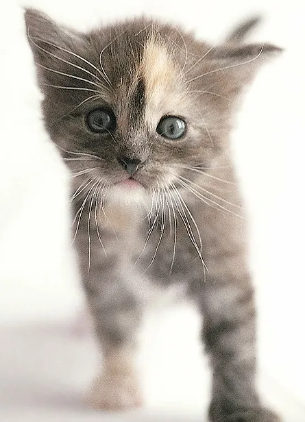 Кошеня в будинку