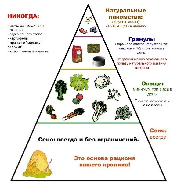 Кролик сірий велетень, про породу, утримання, розведення породи, своє господарство