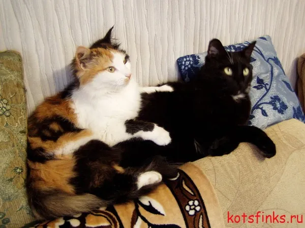 Кот або кішка - хто довше живе, сфінкс (живе) Кот або кішка - хто довше живе, сфінкс