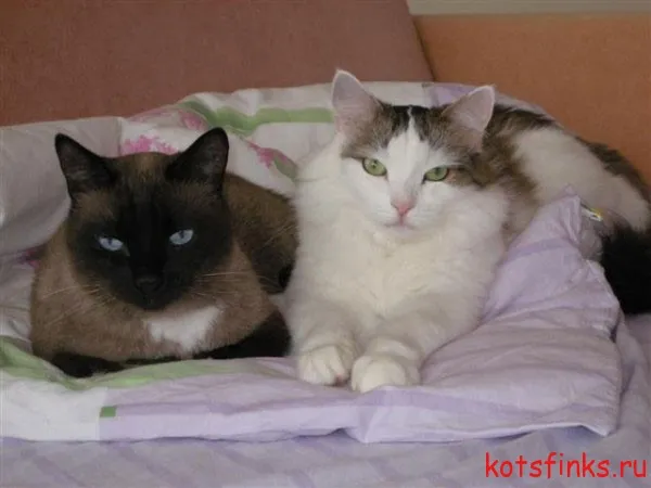 Кот або кішка - хто довше живе, сфінкс (довше) Кот або кішка - хто довше живе, сфінкс