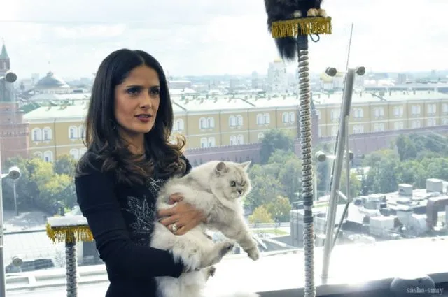 Кіт у чоботях антонио бандерас і сальма хайек в москві (24 фото текст відео), релаксік (кіт у чоботях картинки) Кіт у чоботях антонио бандерас і сальма хайек в москві (24 фото текст відео), релаксік