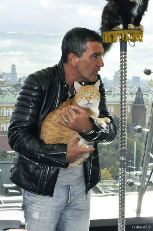 Кіт у чоботях антонио бандерас і сальма хайек в москві (24 фото текст відео), релаксік (кіт у чоботях з шрека) Кіт у чоботях антонио бандерас і сальма хайек в москві (24 фото текст відео), релаксік