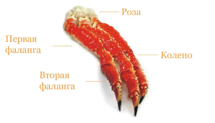 крабові фаланги