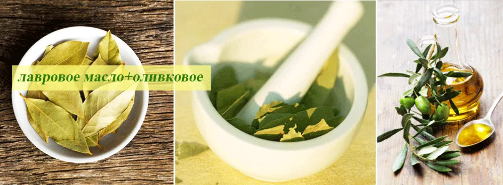 Лаврове масло для волосся рецепт, застосування (лаврове) Лаврове масло для волосся рецепт, застосування