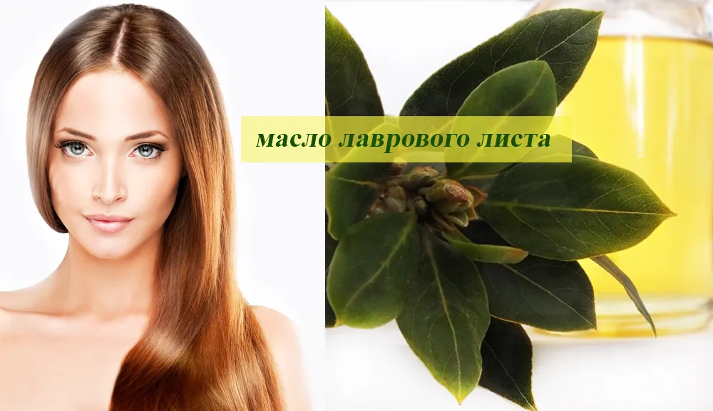 Лаврове масло для волосся рецепт, застосування (волосся) Лаврове масло для волосся рецепт, застосування