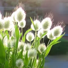Лагурус догляд, полив, фото, розмноження, шкідники (полив) Лагурус догляд, полив, фото, розмноження, шкідники