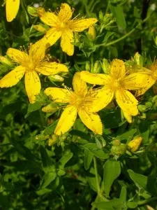 Лікування пародонтиту народними засобами (води Кип'ятити протягом) Лікування пародонтиту народними засобами