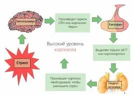 Паморочиться в голові від нервів причини і профілактика (профілактика) Паморочиться в голові від нервів причини і профілактика