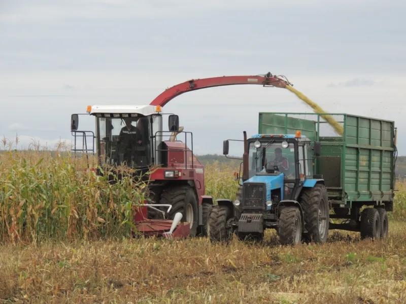 Кукурудзяний силос посів, врожайність кукурудзи, заготівля (посів) Кукурудзяний силос посів, врожайність кукурудзи, заготівля
