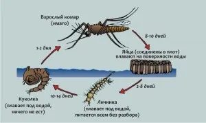 Личинки комарів і їх особливості харчування, розвитку і життєвий цикл (харчування) Личинки комарів і їх особливості харчування, розвитку і життєвий цикл