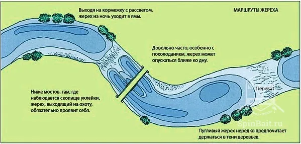 Ловля жереха навесні секрети досвідчених рибалок (навесні) Ловля жереха навесні секрети досвідчених рибалок