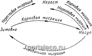 міграції риб