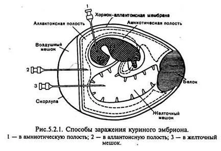 Методи культивування вірусів - студопедія