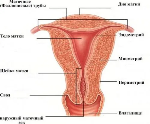 М-ехо матки і шийки матки норма, показники, розшифровка (матки) М-ехо матки і шийки матки норма, показники, розшифровка