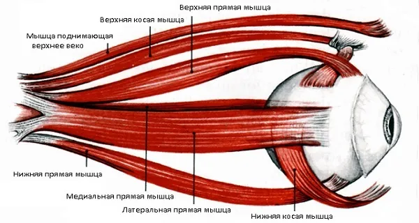М'язи очі - будову і функції, діагностика і захворювання - сайт - московська офтальмологія (захворювання) М'язи очі - будову і функції, діагностика і захворювання - сайт - московська офтальмологія