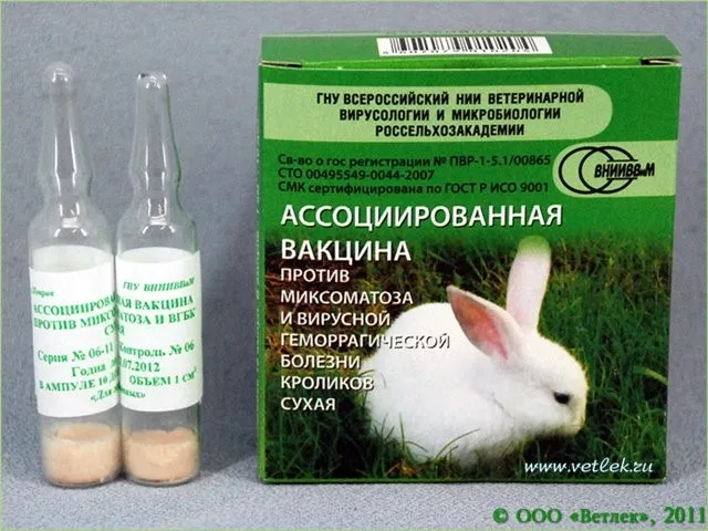 Міксоматозу кроликів - симптоми і лікування в домашніх умовах (симптоми) Міксоматозу кроликів - симптоми і лікування в домашніх умовах