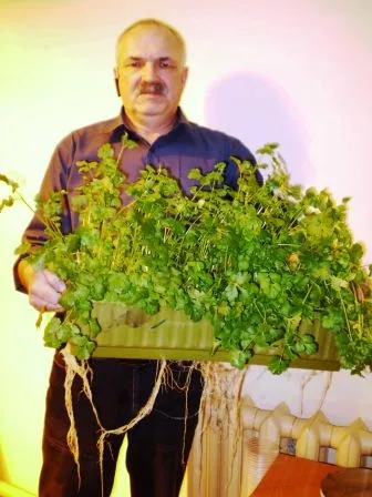 Багатоярусне вирощування кропу петрушки коріандру базиліка руколи шпинату мікрозелень на (коріандру) Багатоярусне вирощування кропу петрушки коріандру базиліка руколи шпинату мікрозелень на