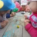 Спостереження за комахами