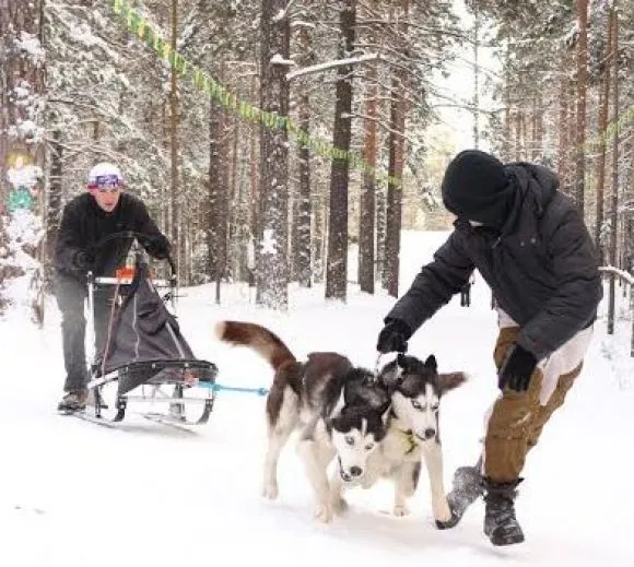 На двох ногах і на чотирьох (сибірських хаскі Altai) На двох ногах і на чотирьох