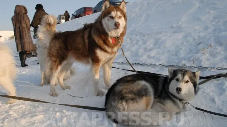 На двох ногах і на чотирьох (розплідника сибірських хаскі Altai) На двох ногах і на чотирьох