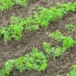 Борофоска застосування, відгуки, дача (відгуки) Борофоска застосування, відгуки, дача