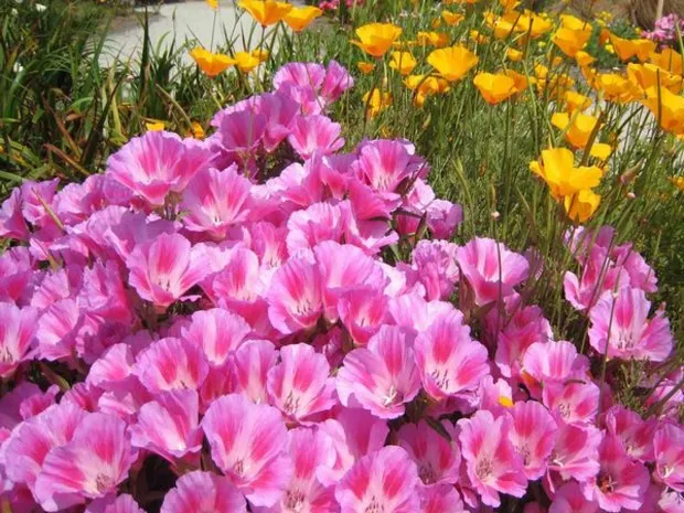 Невибагливі однорічні квіти для дачної клумби з описом і фото (однорічні рослини список і фото) Невибагливі однорічні квіти для дачної клумби з описом і фото